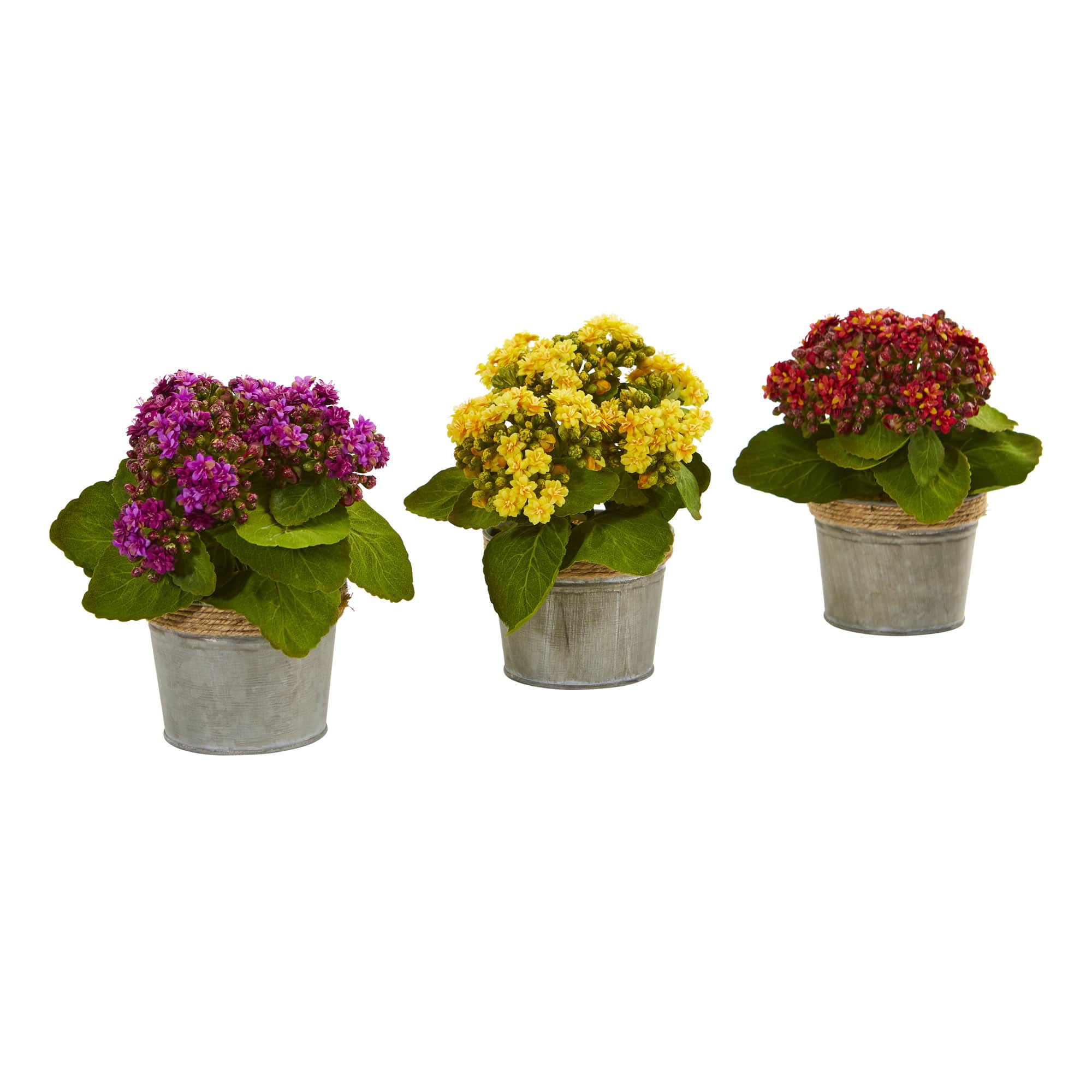 9" Kalanchoe Arrangement in Decorative Pot, 3ct.